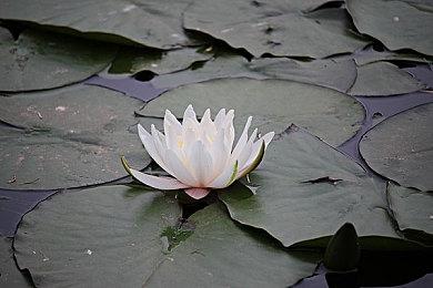 《Temtem: Swarm》更新上线 宝可梦吸幸主题生存战斗